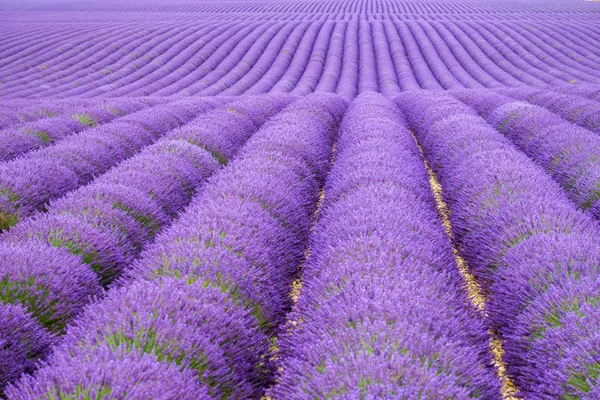 Ряды Пышной Фиолетовой Лаванды Цветущей Поле — стоковое фото