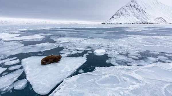 Морж Лежит Куске Пакового Льда Арктическом Море — стоковое фото