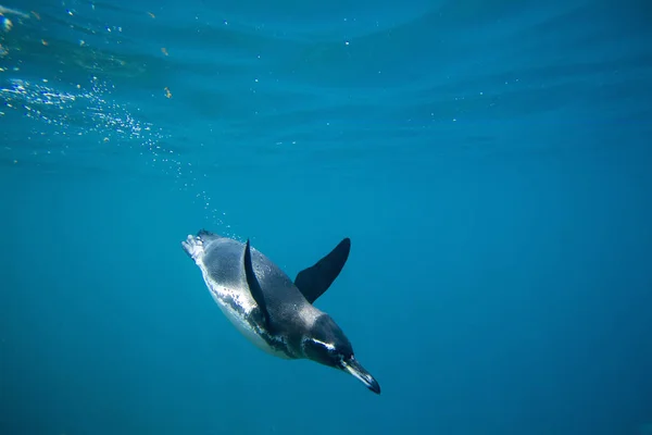 Underwater Shot Swimming Galapagos Penguin — Stock Photo, Image