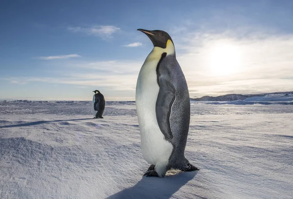 Császár Pingvinek Snowcapped Szárazföldi Napfényre Állandó — Stock Fotó
