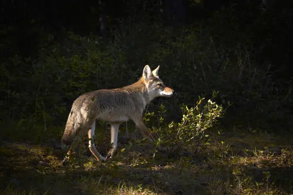 Kojote Spaziert Wald Sonnenlicht — Stockfoto