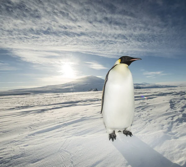 Császár Pingvin Tengeri Jég Ban Okos Napfény — Stock Fotó