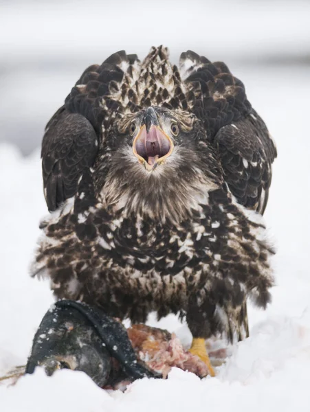 Bald Eagle Killed Fish Open Mouth — Stock Photo, Image