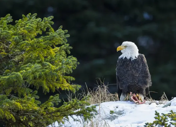 Bald Eagle Fresh Caught Salmon Fir Tree — Stock Photo, Image