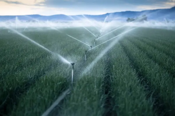 Irrigating Field Onions Dusk Mountains Background — Stock Photo, Image