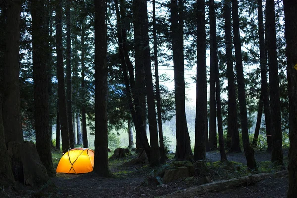 Mały Namiot Pośród Wysokich Drzew Ciemnym Lesie Świeci Światło — Zdjęcie stockowe