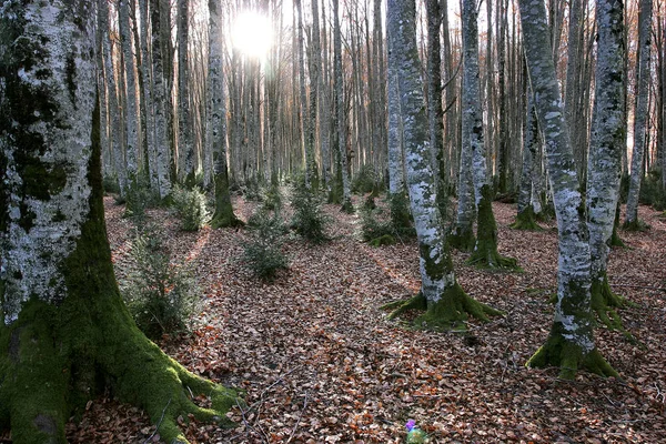 Árvores Floresta Faia Com Musgo Retroiluminado — Fotografia de Stock