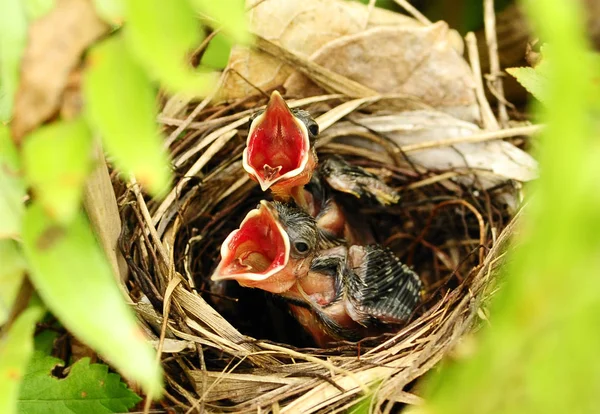 Les Jeunes Oiseaux Bulbul Évent Jaune Dans Leur Nid — Photo