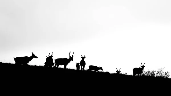 Silhouettes Caribou Reindeer Herd Hill Black White — Stock Photo, Image