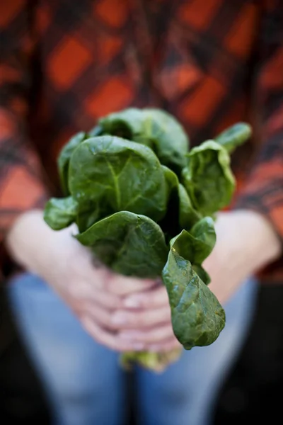 Vrouwelijke Handen Met Een Bos Van Verse Spinazie — Stockfoto