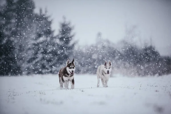 Cani Husky Siberiani Che Corrono Sul Prato Invernale — Foto Stock