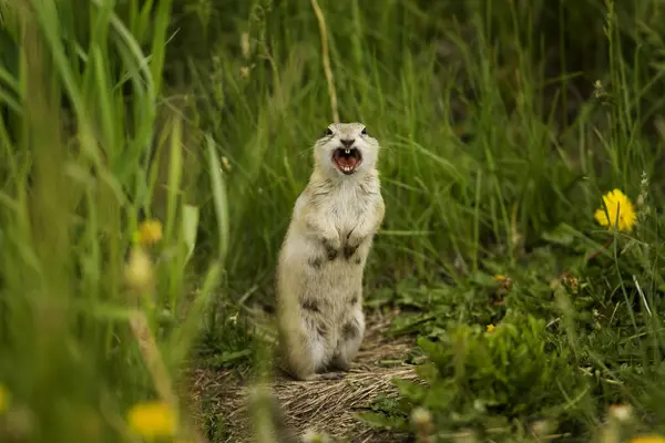 Angry Gopher Standing Green Grass Open Mouth — Stock Photo, Image