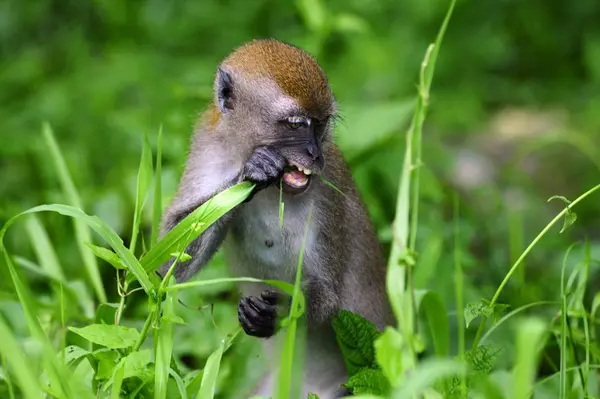 Makaken Eten Gras Zachte Daglicht — Stockfoto