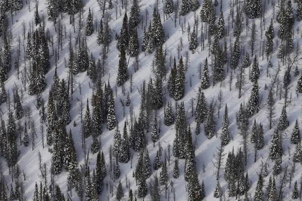 Luchtfoto Van Besneeuwde Dennenbos — Stockfoto