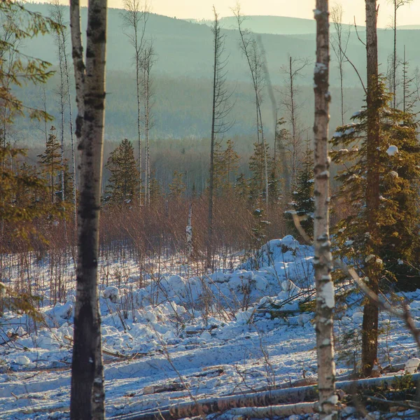 Producción Forestal Ural Invierno Bosque Paisaje — Foto de Stock