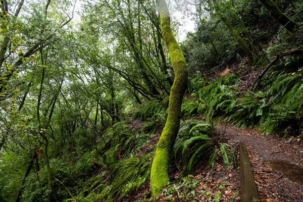 在多雾的山坡上编织着穿越曼萨尼塔的远足小径 — 图库照片