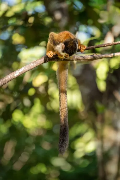 Singe Écureuil Sur Branche Péninsule Osa — Photo