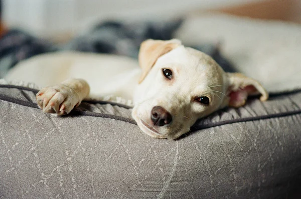 Cãozinho Cansado Relaxando Sua Cama — Fotografia de Stock