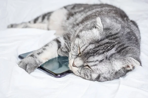 Divertente Gatto Scozzese Grigio Pieghevole Che Dorme Abbraccio Con Uno — Foto Stock