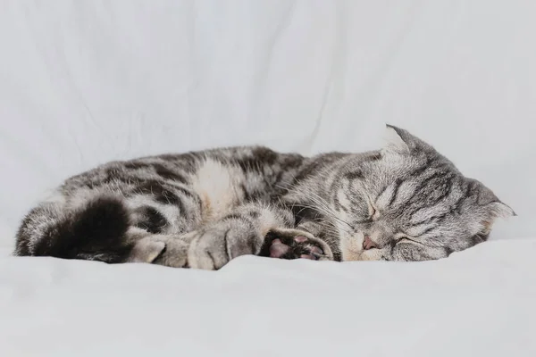 一只灰色的苏格兰折叠猫睡在床单上的床上 宠物的概念 照顾宠物 养猫在家里 轻松形象 简约主义 版权保护 — 图库照片