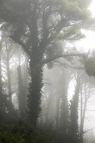 Arbres Entre Brouillard Province Saragosse Espagne — Photo