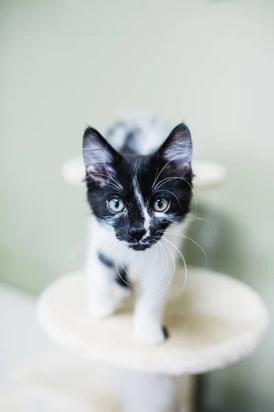 黑白相间的小猫 带有醒目的标记 — 图库照片