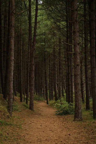 Las Sosnowy Piękny Krajobraz — Zdjęcie stockowe