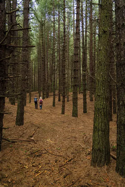 Two Hikers Woods — Stock Photo, Image