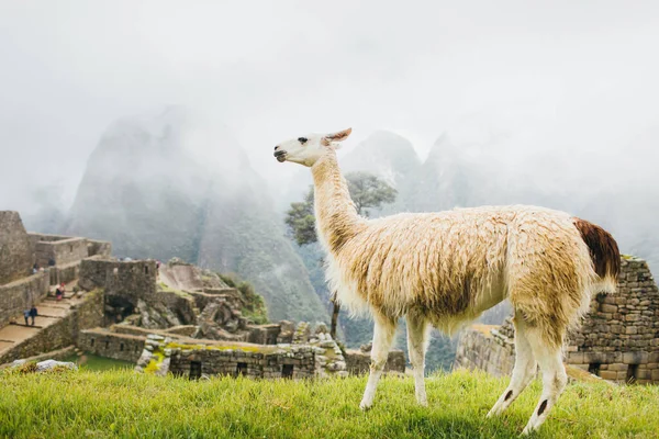 Llama Blanca Está Cerca Machu Picchu Perú — Foto de Stock