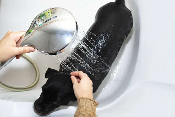 Duchando Perro Con Una Ducha — Foto de Stock