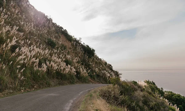 Camino Colina Con Hierba Pampas Big Sur —  Fotos de Stock