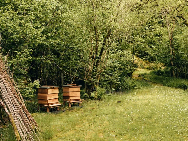 Beehives Green Scottish Forest — Stock Photo, Image