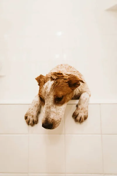 Cachorro Triste Banheiro Branco Antes Hora Banho — Fotografia de Stock