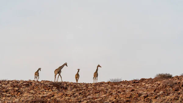 Girafa Savana Kenya Fundo Natureza — Fotografia de Stock