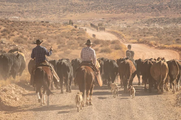 Cowboys Rustling Ganado Tramo Polvoriento Del Desierto Utah —  Fotos de Stock