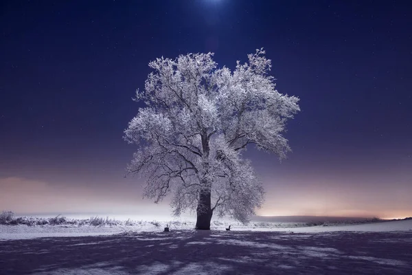 Замерзшие Деревья Снежная Зимняя Сцена Сельской Местности Пенсильвании — стоковое фото