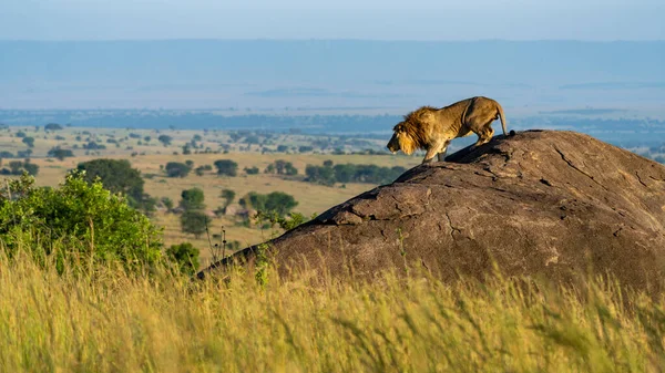 Oroszlán Afrika Szavannájában Serengeti Nemzeti Park — Stock Fotó