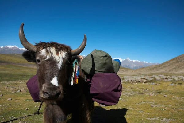 Yak Tibétain Transportant Des Bagages Lors Voyage Randonnée Tibet — Photo