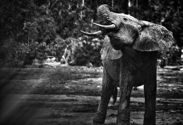 Elefante Florestal Africano Dzanga Bai Elefantes Visitam Clareiras Florestais Bai — Fotografia de Stock