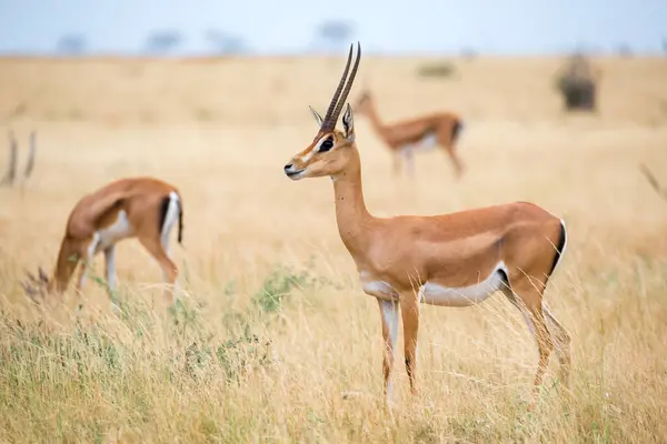Einige Antilopen Grasland Der Savanne Von Kenia — Stockfoto