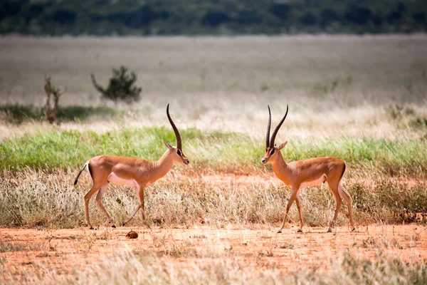 Antilopen Grasland Der Savanne Kenia — Stockfoto