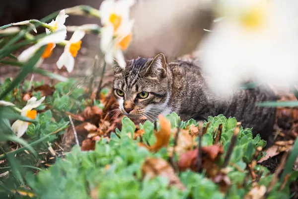 自然を背景にした庭の猫は — ストック写真