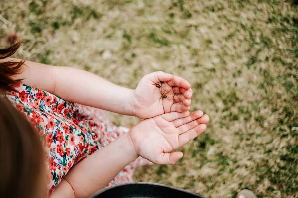 Little Daughter Holding Bugs Her Hands — Stock Photo, Image