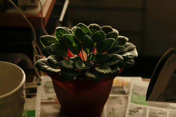 Hoge Hoek Van Potplant Met Groen Blad Pot Geplaatst Kranten — Stockfoto