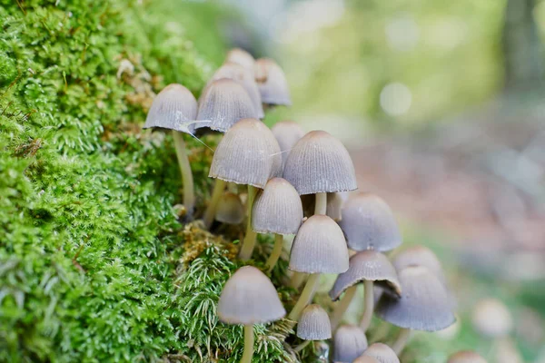 Psilocybe Grzyby Bukowym Pniu — Zdjęcie stockowe