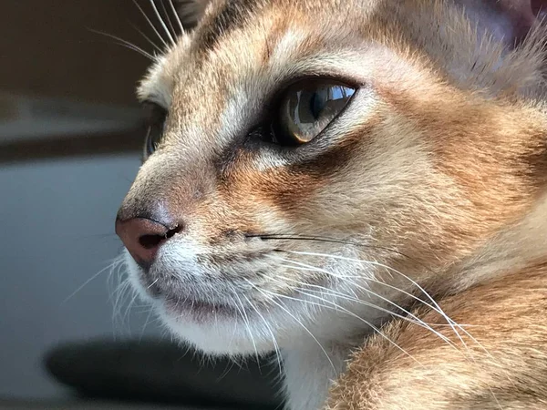 Abyssinian Cat Looks Out Window — Stock Photo, Image