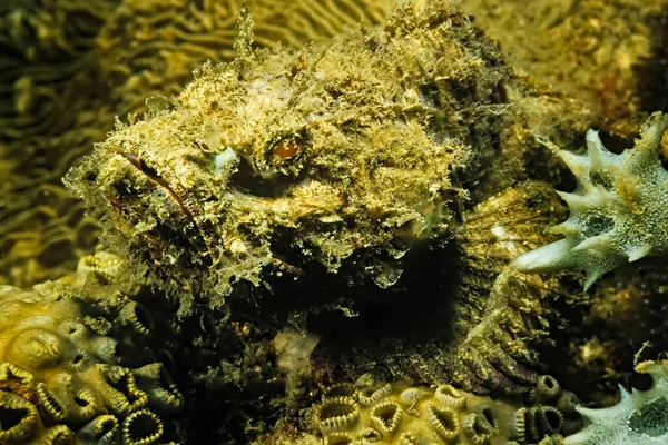 カモフラージュの底魚はマダガスカルのサンゴです — ストック写真