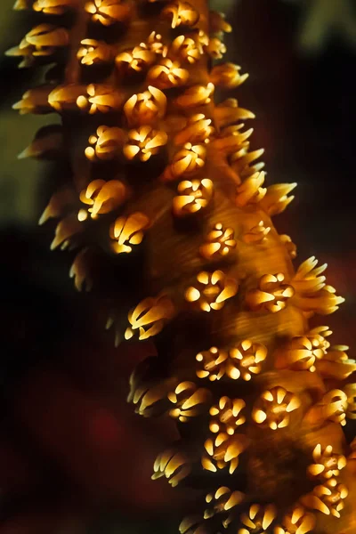 Wunderschöne Feuerkoralle Madagaskar — Stockfoto