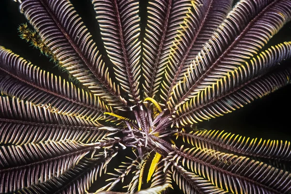 Fjäder Stjärna Crinoid Piska Korall Madagaskar — Stockfoto