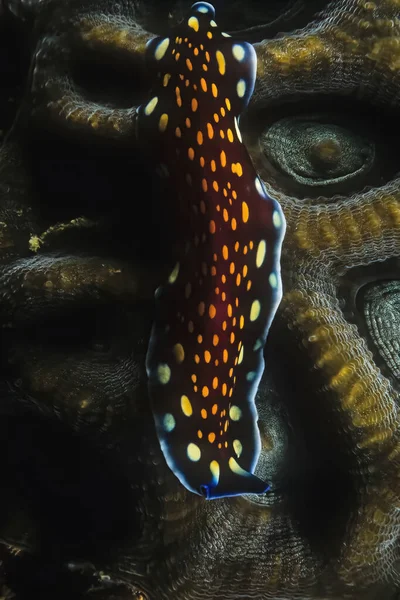 Verme Achatado Linda Pseudoceros Lindae Coral Duro Madagascar — Fotografia de Stock